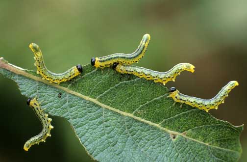 AN0114 birch sawfly larvae photo